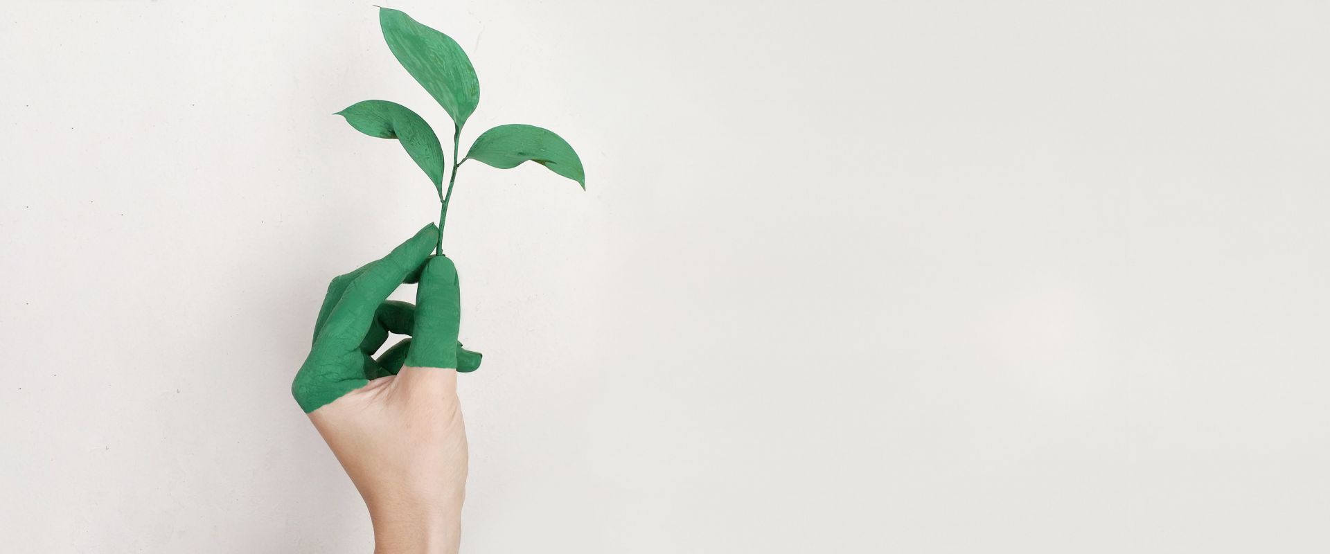Person holding a leaf